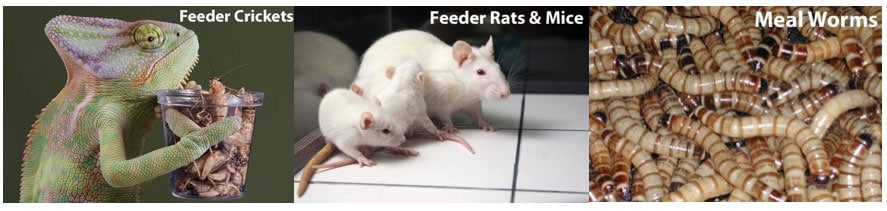 Fuzzies Feeder Mice Diet