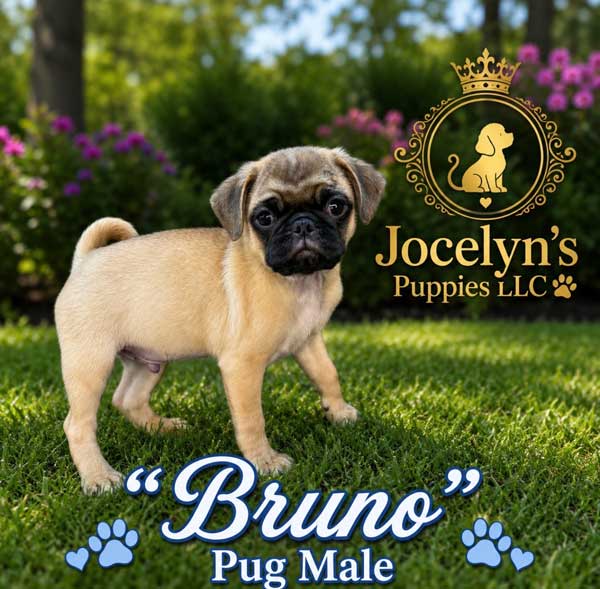 Bruno