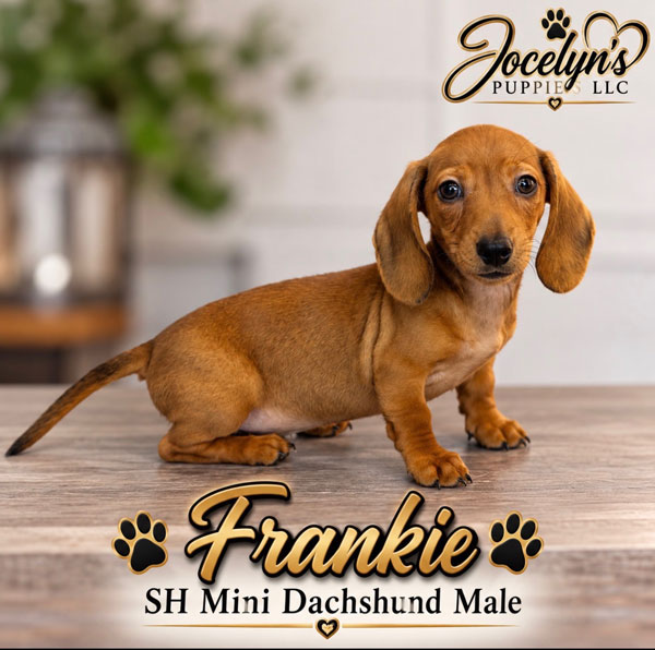 Frankie