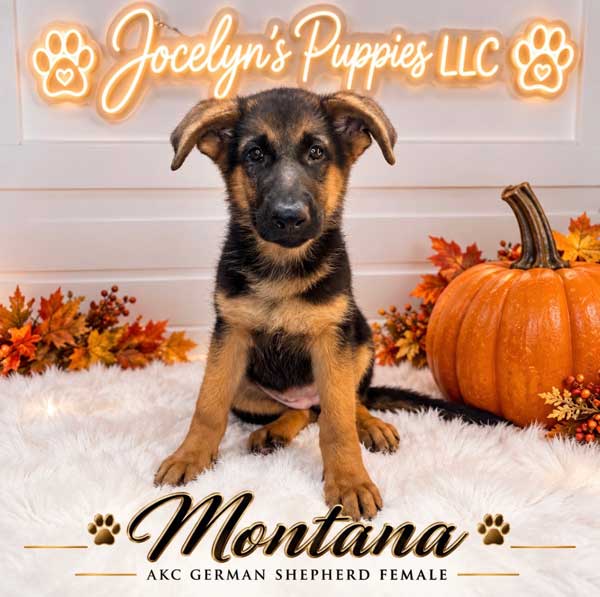 Montana
