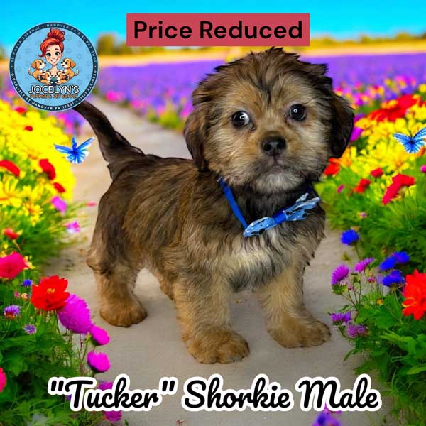Tucker2