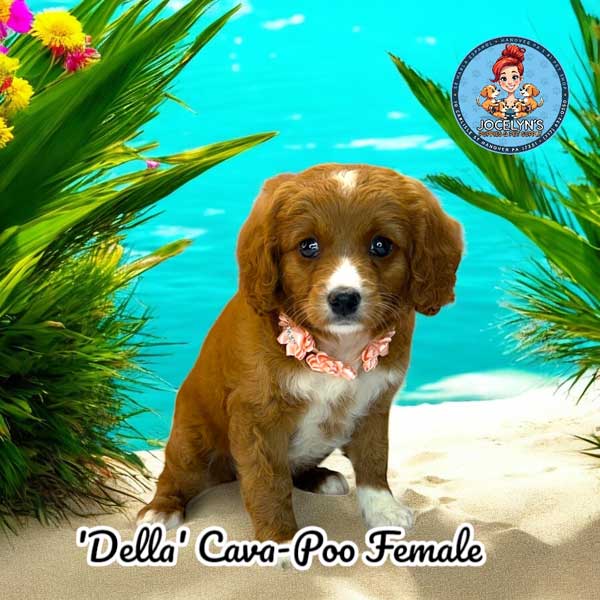 della