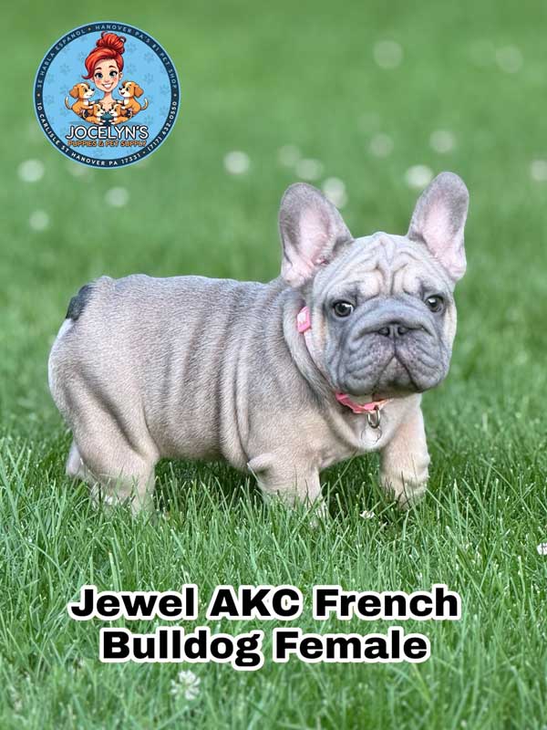 jewel-3a