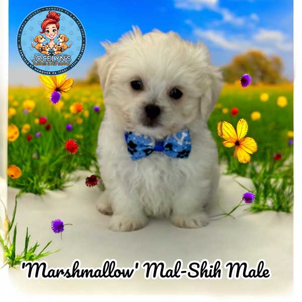 marshmellow