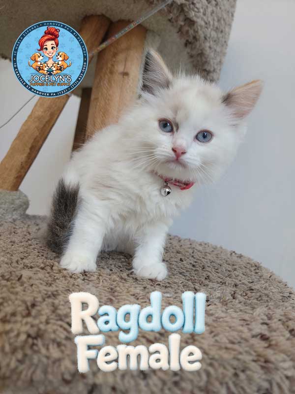 ragdoll-female-2