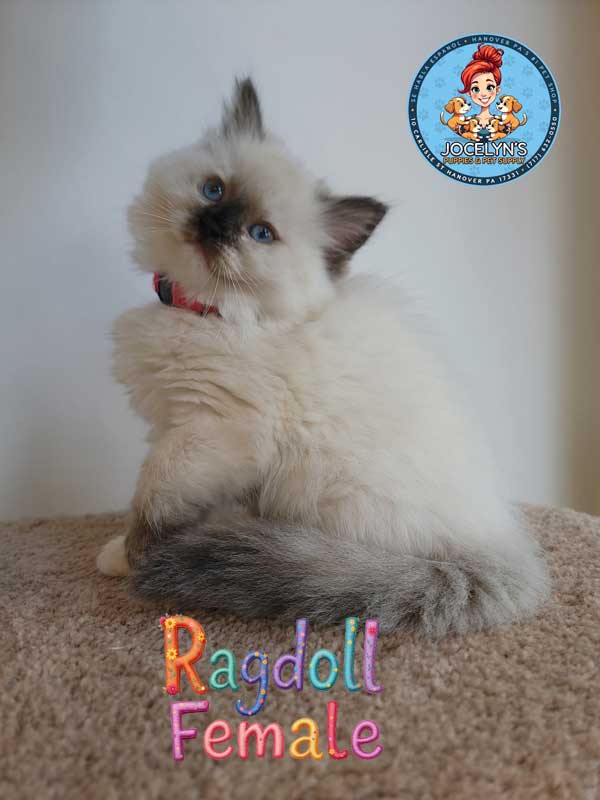 ragdoll-female-3