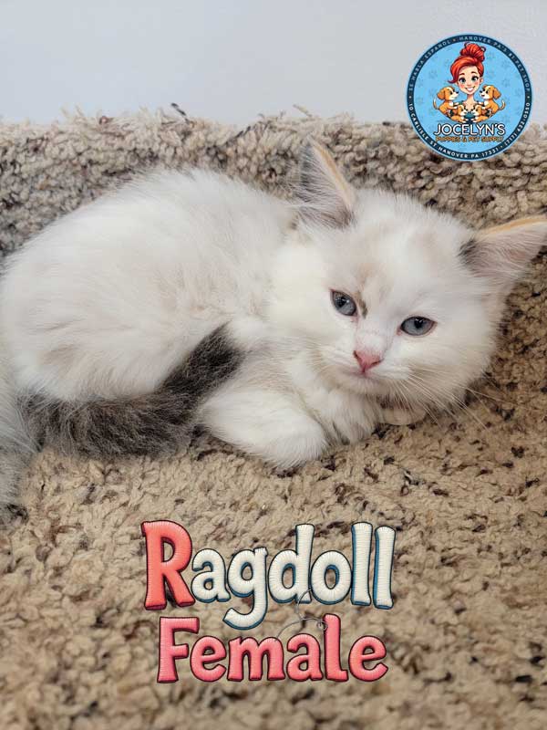ragdoll-female