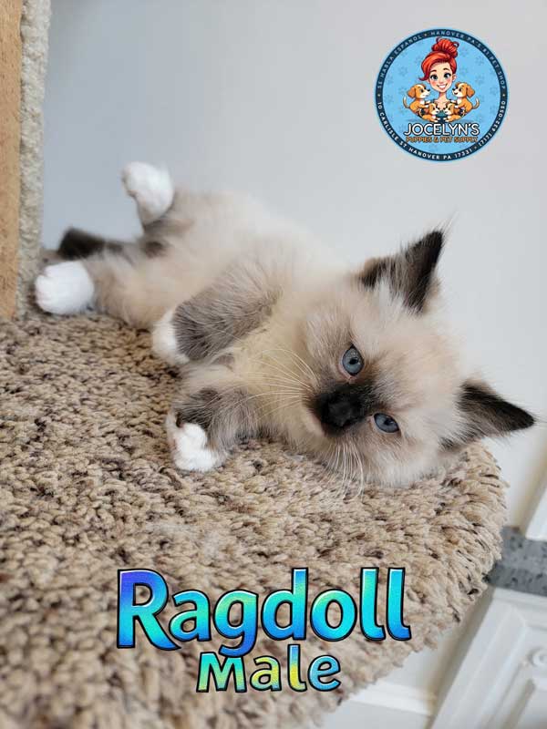 ragdoll-male-1
