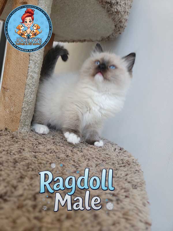 ragdoll-male-2