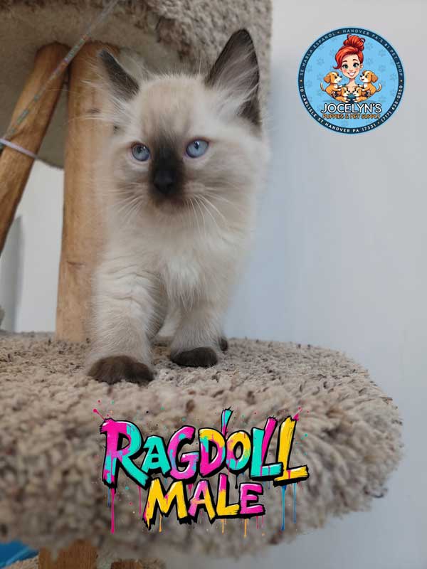 ragdoll-male-3
