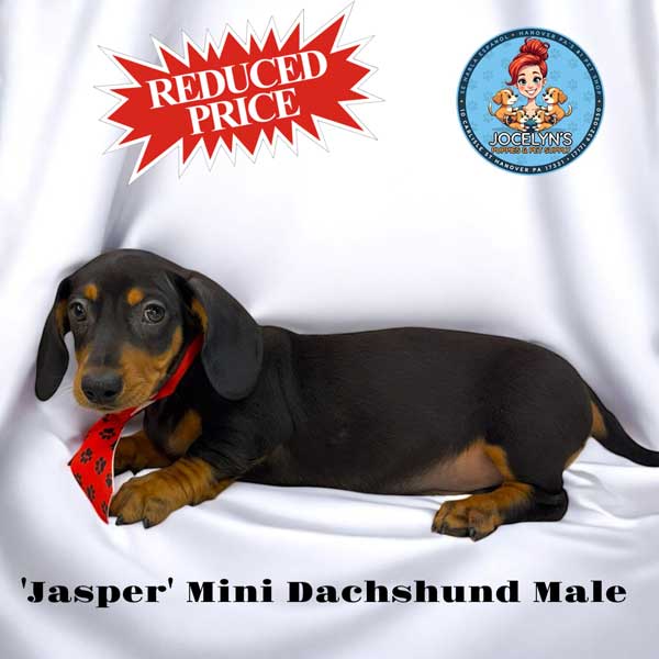 reduced-jasper